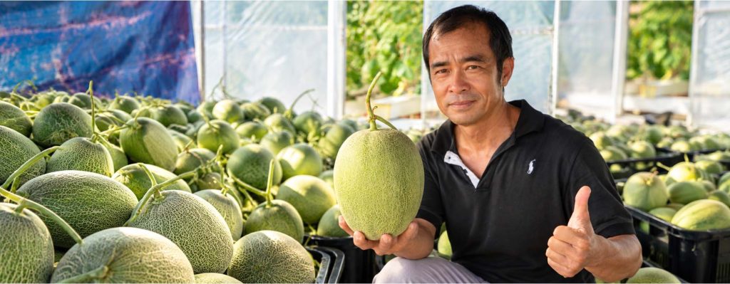 Our melon grower  from Pahang, growing melons is more than just producing quality fruits—it is about achieving consistent yields while improving farm profitability.
In this documentary, we follow his journey growing Sweet Emerald ML1588, a big-size F1 hybrid melon known for its 2.0–2.5 kg average fruit weight, crisp texture, orange flesh, and sweetness of up to 16° Brix.
Through his experience on the farm, the variety demonstrated its potential not only in producing attractive, marketable fruits, but also in improving the overall economics of melon production. With the right cultivation practices and crop management, Sweet Emerald ML1588 has helped increase his profit by up to 25%.
The documentary takes a closer look at his cultivation experience, from crop development and fruit quality to harvest performance and the factors contributing to better returns.
Watch the full story to discover how Sweet Emerald ML1588 is making a difference for melon growers in Pahang.