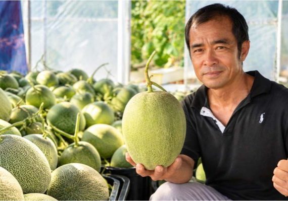 Our melon grower  from Pahang, growing melons is more than just producing quality fruits—it is about achieving consistent yields while improving farm profitability.
In this documentary, we follow his journey growing Sweet Emerald ML1588, a big-size F1 hybrid melon known for its 2.0–2.5 kg average fruit weight, crisp texture, orange flesh, and sweetness of up to 16° Brix.
Through his experience on the farm, the variety demonstrated its potential not only in producing attractive, marketable fruits, but also in improving the overall economics of melon production. With the right cultivation practices and crop management, Sweet Emerald ML1588 has helped increase his profit by up to 25%.
The documentary takes a closer look at his cultivation experience, from crop development and fruit quality to harvest performance and the factors contributing to better returns.
Watch the full story to discover how Sweet Emerald ML1588 is making a difference for melon growers in Pahang.